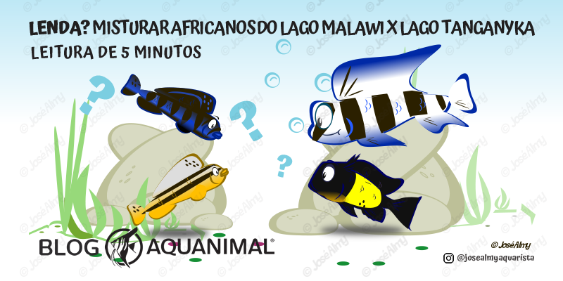 Lenda? Misturar ou não Africanos do lago Malawi e Tanganyka?