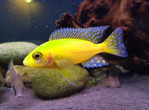Aulonocara FIRE FISH GOLD (Aulonocara nyassae) 6 a 8 cm MACHO LINDO