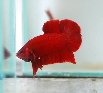 Betta <b>PLAKAT SUPER RED</b> (Betta splendens) MACHO