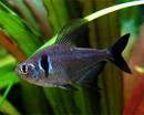 Tetra <B>BLACK PHANTOM</B> (Hypressobrycon melanopterus) CRIADO 4 cm