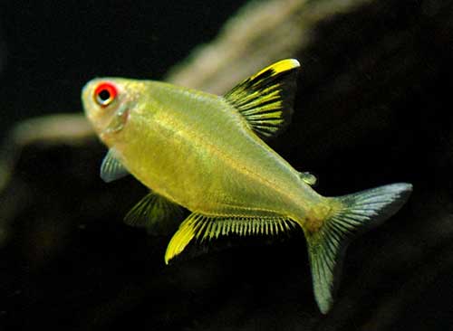 Tetra <B>LIMÃO</B> (Hyphessobrycon pulchripinnis) CRIADO 3 cm