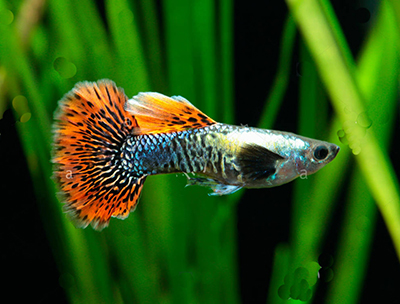 Guppy <b>RED DRAGON</b> (Poecilia reticulata) CASAL