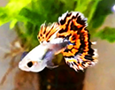 Guppy <b>MOSAICO PLATINUM RED BLUE</b> (Poecilia reticulata) CASAL