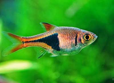 Rasbora <B>HARLEQUIM</B> (Rasbora heteromorpha) CRIADO 3 cm