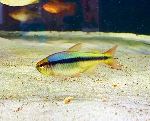 Tetra <B>RAINBOW</B> (Hyphessob.melanostichos) CRIADO 4 cm NOVO