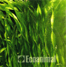 Planta Pote Valisneria SPIRALIS - vasinho