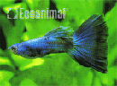Guppy MOSCOW BLUE (Poecilia reticulata) MACHO 
