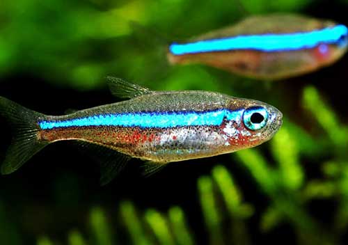 Tetra <B>NEON VERDE</B> (Paracheirodon simulans) Lote com 5 unidades - frete econômico