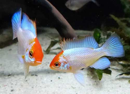Ramirezi KOI (Mikrogeophagus ramirezi) 3 a 4 cm CASAL