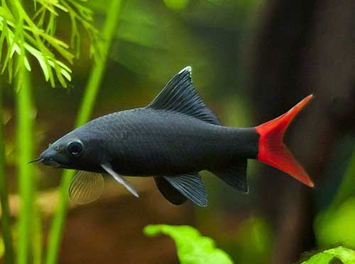 Labeo <B>BICOLOR</B> (Epalzeorhynchus bicolor) 3 a 6 cm