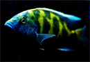 Haplochromis <b>VENUSTUS</b> (Nimbochromis venustus) 4 cm