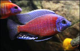 Haplochromis <b>KANDANGO</b> (Haplocromis borley) 3 a 4 cm