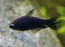 Tetra <B>IMPERADOR BLACK</B> (Nematobrycon palmeri) 3 a 4 cm CRIADO