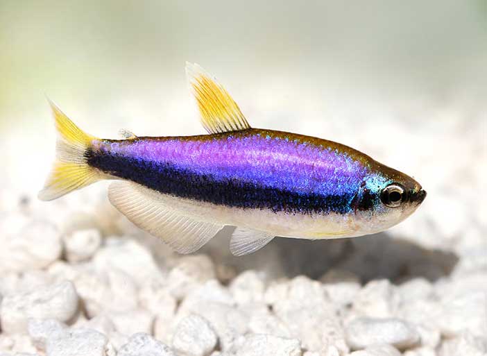 Tetra <B>PUXA PUXA KERRI BLUE</B> (Inpaichthys kerri) CRIADO 3 cm