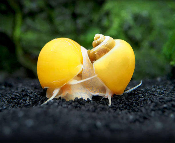 Molusco <b>ALBINO</b> (Pomacea bridgesi) CRIADO