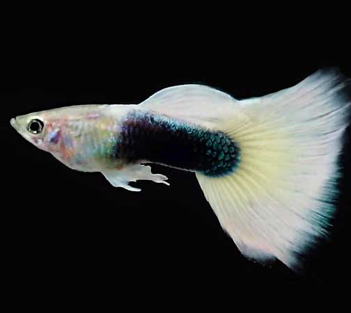 Guppy <B>HB GERMAN WHITE</B> (Poecilia reticulata) CASAL<BR>Linhagem pura selecionada, recomendado alimento Bassleer tamanho M