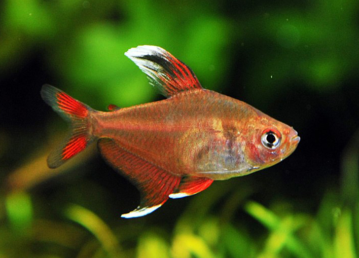 Tetra <B>ORNATUS WHITE HI-FIN</B> (Hyphessob.ornatus) CRIADO 4 cm