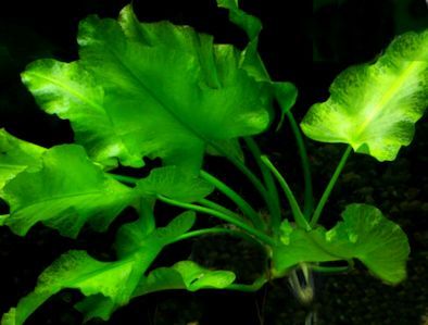 Planta pote Nuphar japonica NUPHAR JAPONICUM - vaso