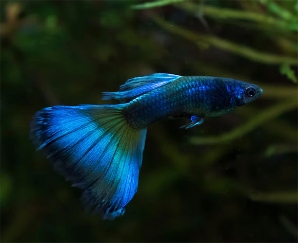 Guppy <B>MOSCOW BLUE</B> (Poecilia reticulata) CASAL <BR>Linhagem pura selecionada, recomendado alimento Bassleer tamanho M
