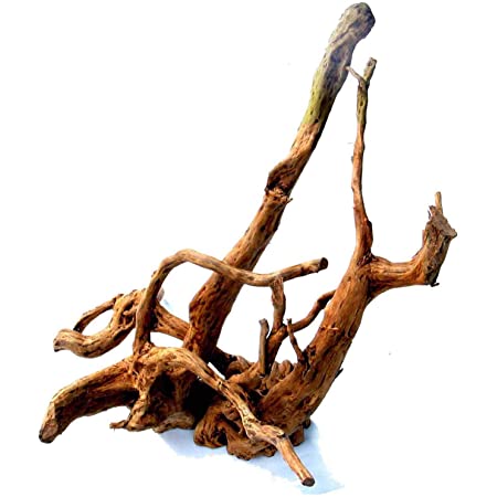  Tronco Raiz Galhada Natural (16 a 22 cm) - cod. verde