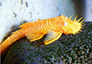 Cascudo Ancistrus ALBINO (Ancistrus dolichopterus) 4 cm (algueiro para ciclídeo africano)