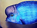 Haplochromis Moori <b>GOLFINHO</b> (Cyrtocara moori) 5 a 6 cm PROVAVEIS MACHOS