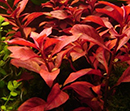 Planta Pote Ludwigia repens (Rubin) - vasinho