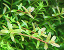 Planta Pote Rotala repens - vasinho