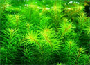 Planta Pote Rotala sp.(Nanjenshan)