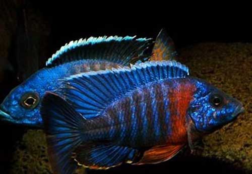 Aulonocara RED SIDED (Aulonocara stuartgrant) 6 a 8 cm MACHO