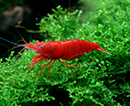Camarão <b>RED SAKURA</b> (Neocaridina sp.) 1 cm-  Unidade<br>Camarões jovens sem sexo definido, pH 7.2 e GH 3, alimentados com Bassleer Shrimp<br>Recomendamos para aquários de camarões os peixes do grupo NANO PEIXES confira em água doce