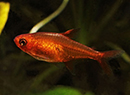 Tetra <B>FOGUINHO VERMELHO AMANDAE</B> (Hyphessobrycon amandae) 1 cm (Lote 10 unidades frete econômico)