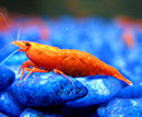 Camarão <b>ORANGE SAKURA</b> (Neocaridina sp.) 1 cm- Lote c 3 un FRETE ECONOMICO<br>Camarões jovens sem sexo definido, pH 7.2 e GH 3, alimentados com Bassleer Shrimp<br>Recomendamos para aquários de camarões os peixes do grupo NANO PEIXES confira em água doce