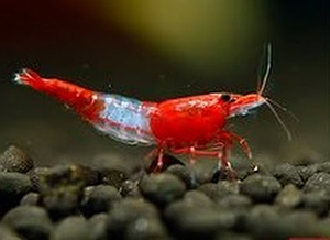 Camarão <b>RED RILI</b> (Neocaridina sp.) 1 cm- Lote c 3 un FRETE ECONOMICO<br>Camarões jovens sem sexo definido, pH 7.2 e GH 3, alimentados com Bassleer Shrimp<br>Recomendamos para aquários de camarões os peixes do grupo NANO PEIXES confira em água doce