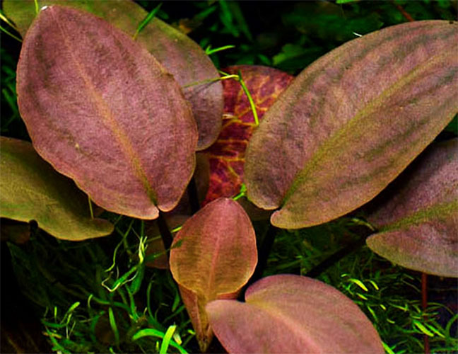 Planta Pote Lagenandra meeboldii RED