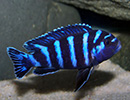 Pseudotropheus <b>DEMASONI POMBO</b> (Pseudotropheus demasoni) 3 a 4 cm